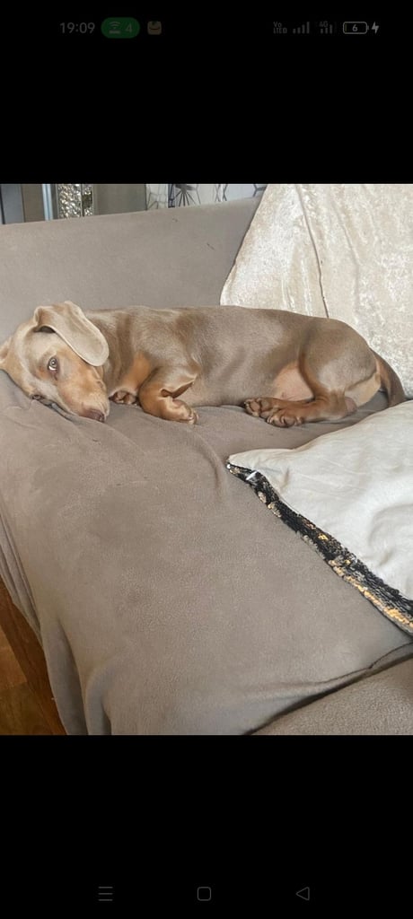 Miniature dachshund puppies 