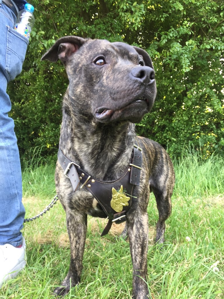 Staffy Puppies Brindle Black Boy London Staffordshire Bull Terrier Puppy