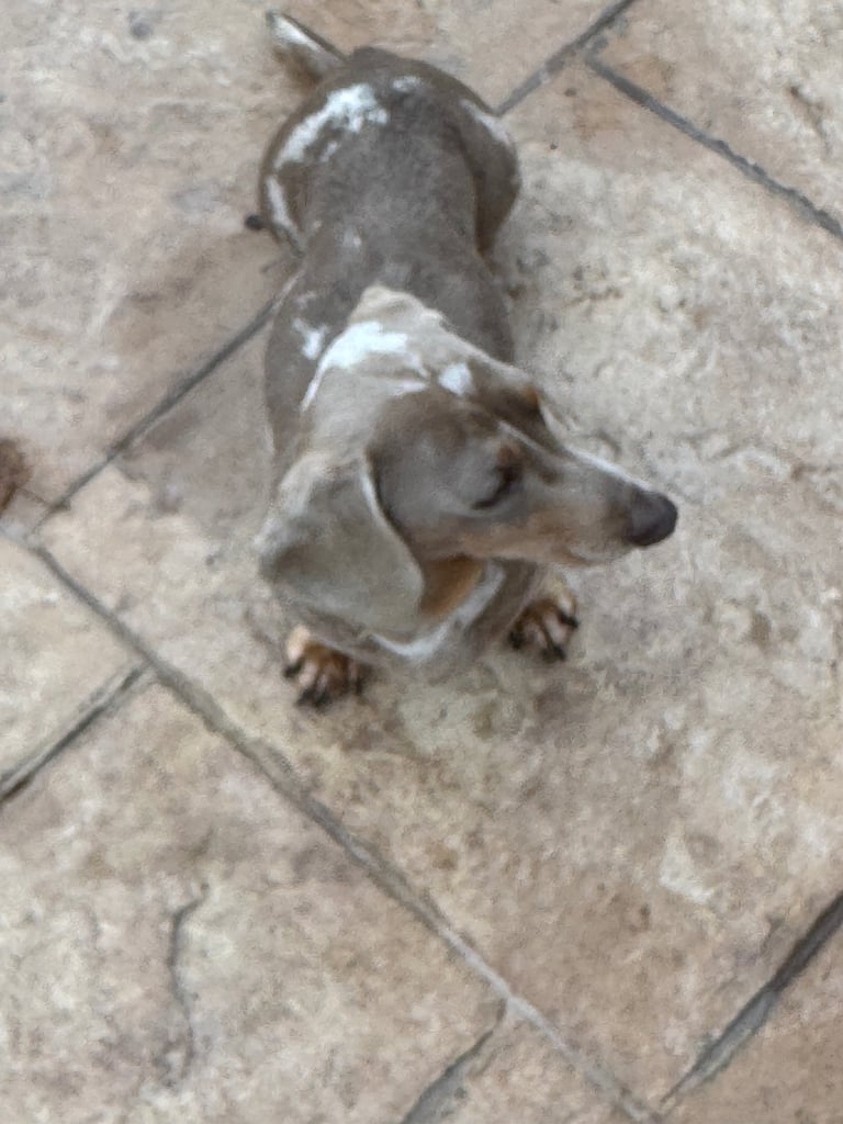 Miniature dachshund adults for sale 
