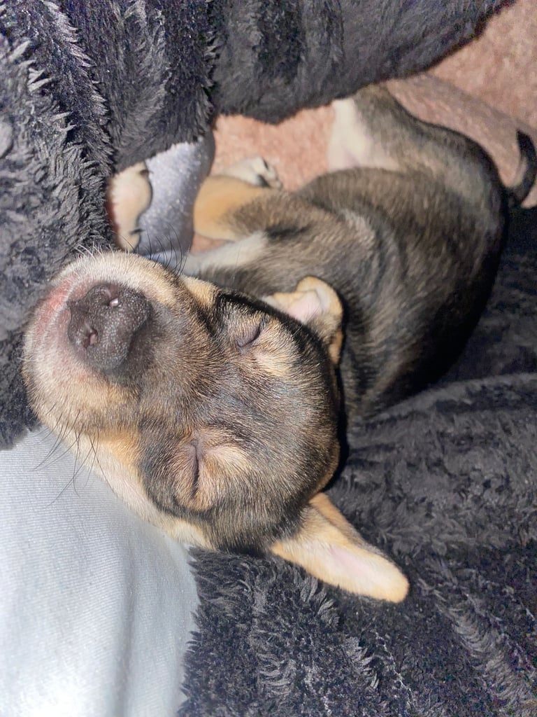 image for 10 week old female pup 