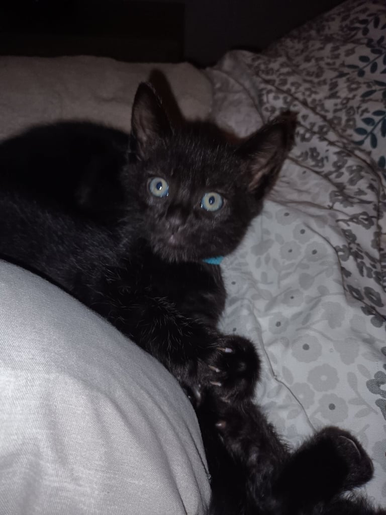 2 gwjus kittens 