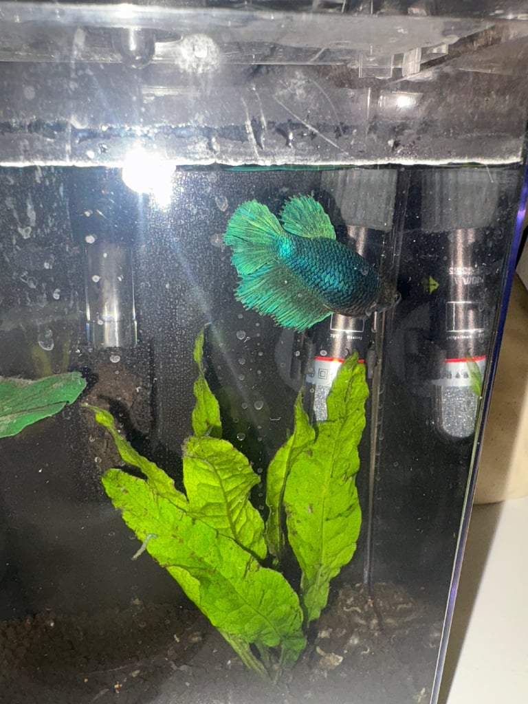 Fish tank & betta fish 