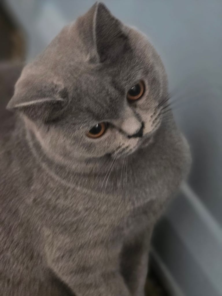 British shorthair kittens 