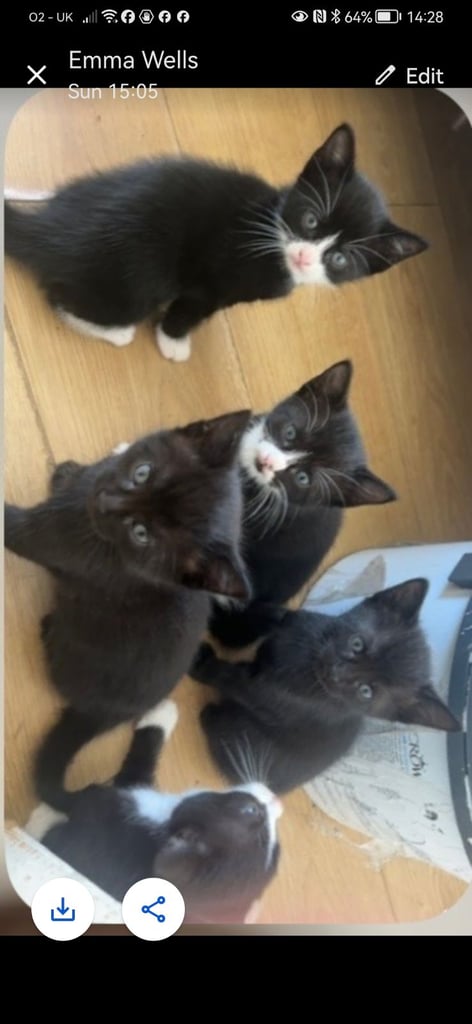 Only 2 black and white left