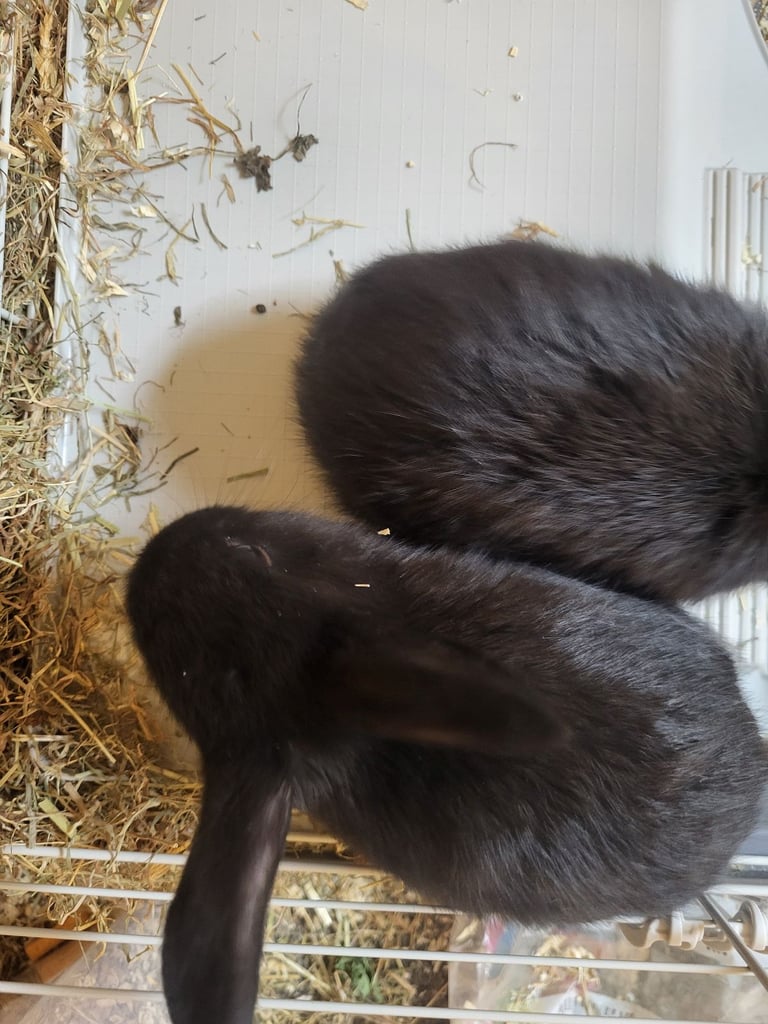 4 black baby lionlops 