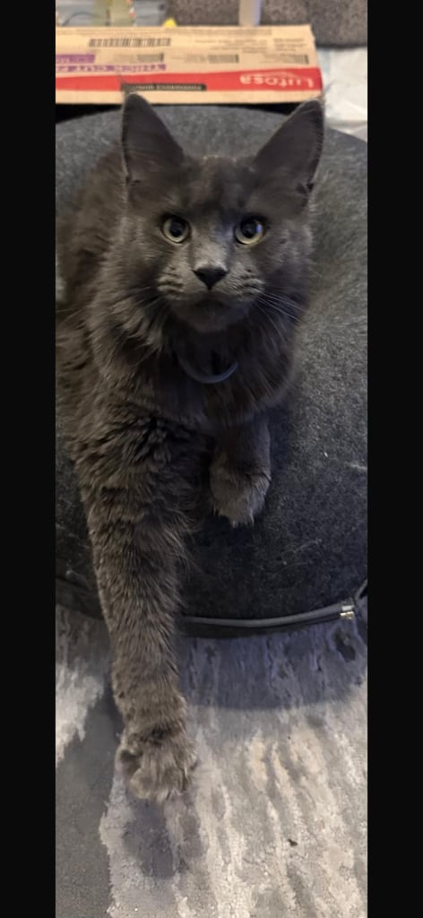 Maine coon female 