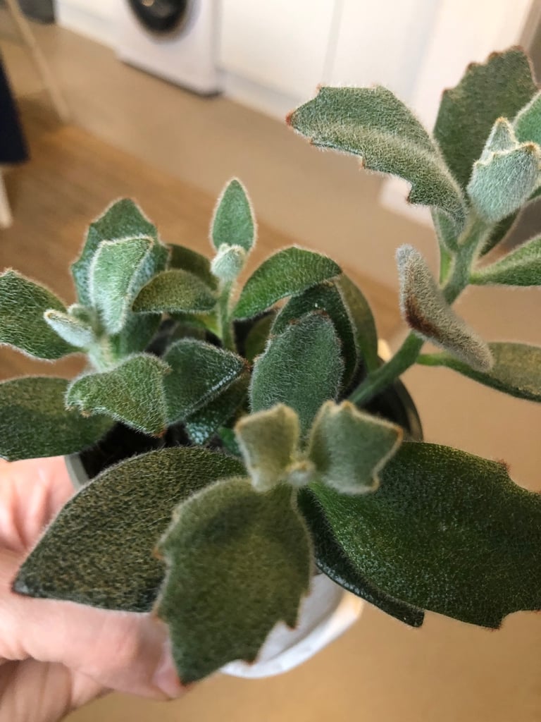 Homegrown Chocolate Soldier indoor plant 