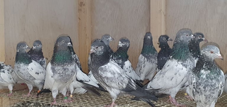 Pakistani Highflyer Pigeons For Sale