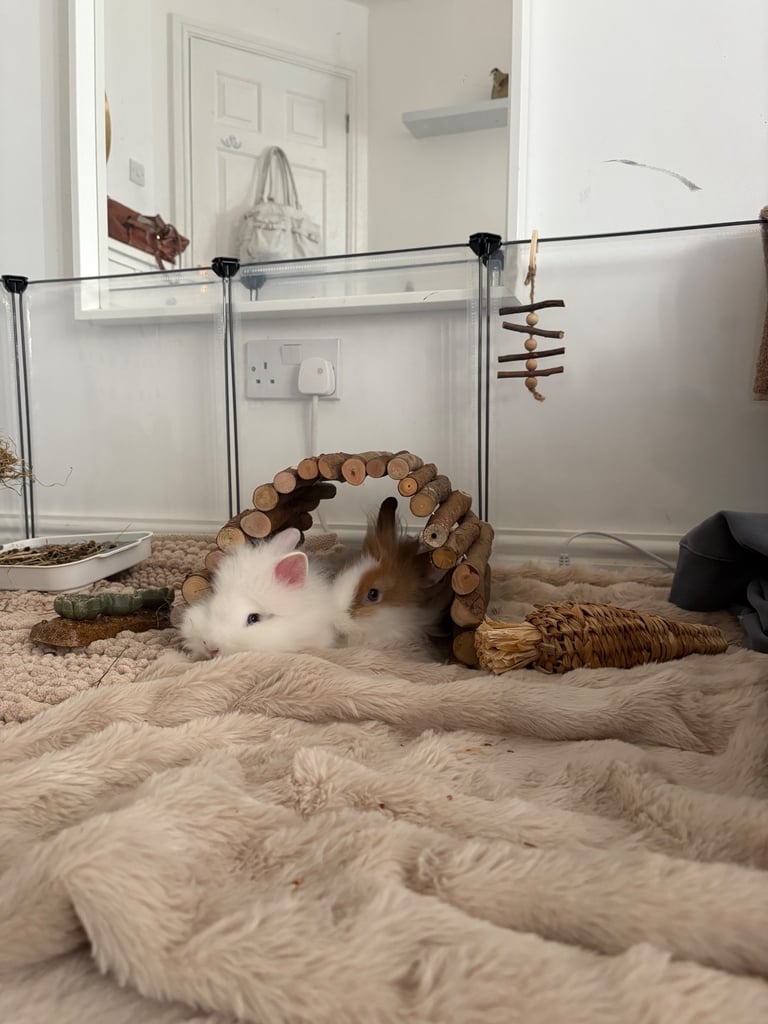 two friendly lion head rabbits , includes pen cage ect 