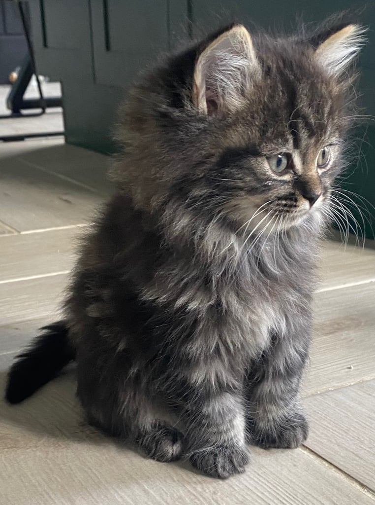 Siberian Dolls - Ragdoll x Siberian kittens 