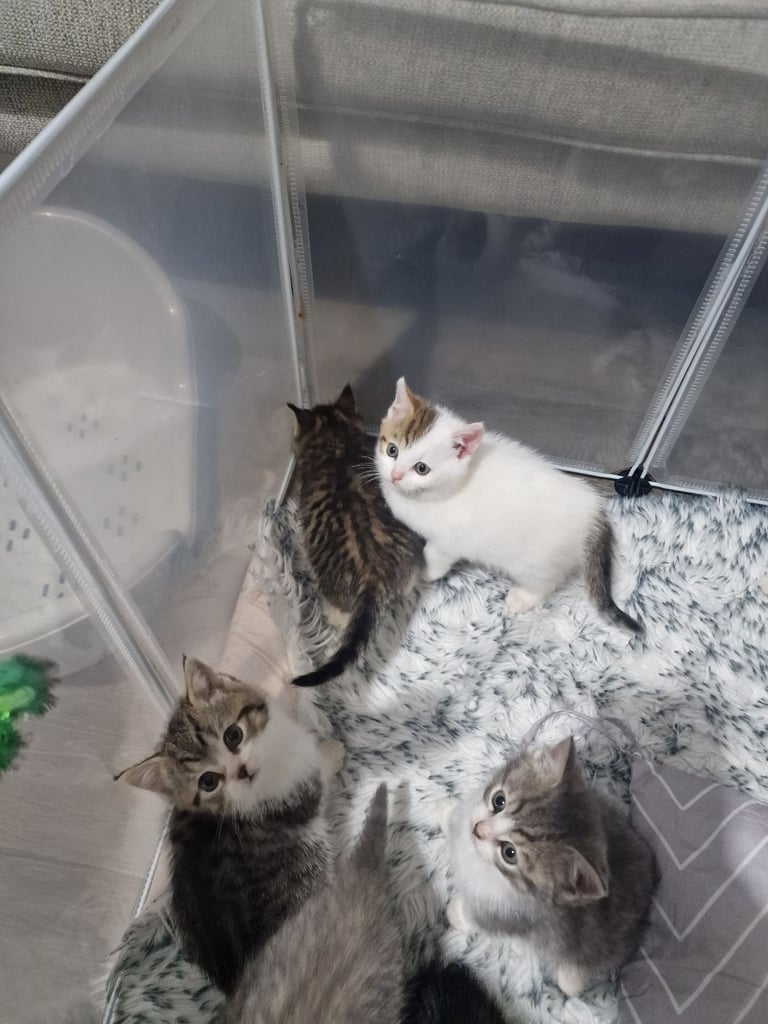 7 kittens 