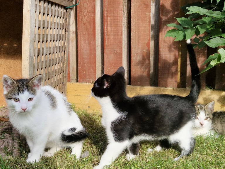 Adorable and Super Playful Kittens