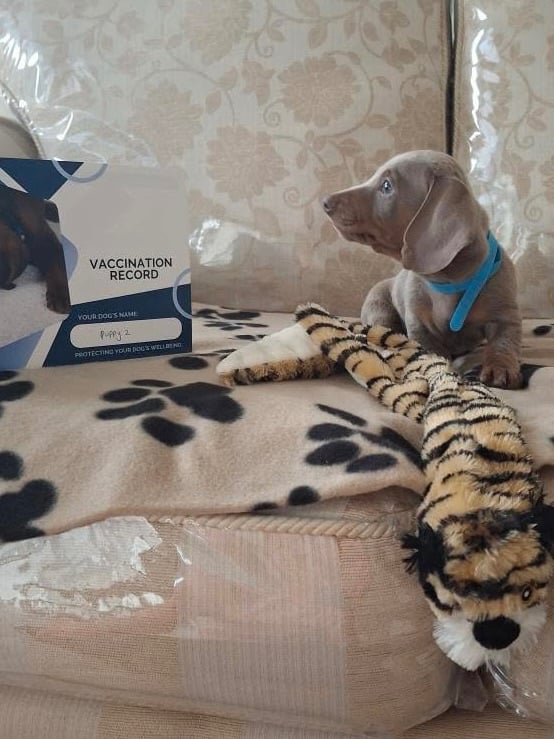 Miniature dachshund puppies (READY NOW)