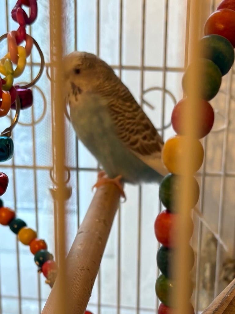 2 budgies and cage