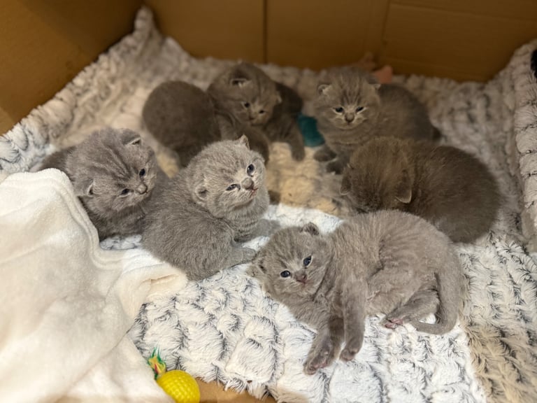 BSH kittens - All SOLD 