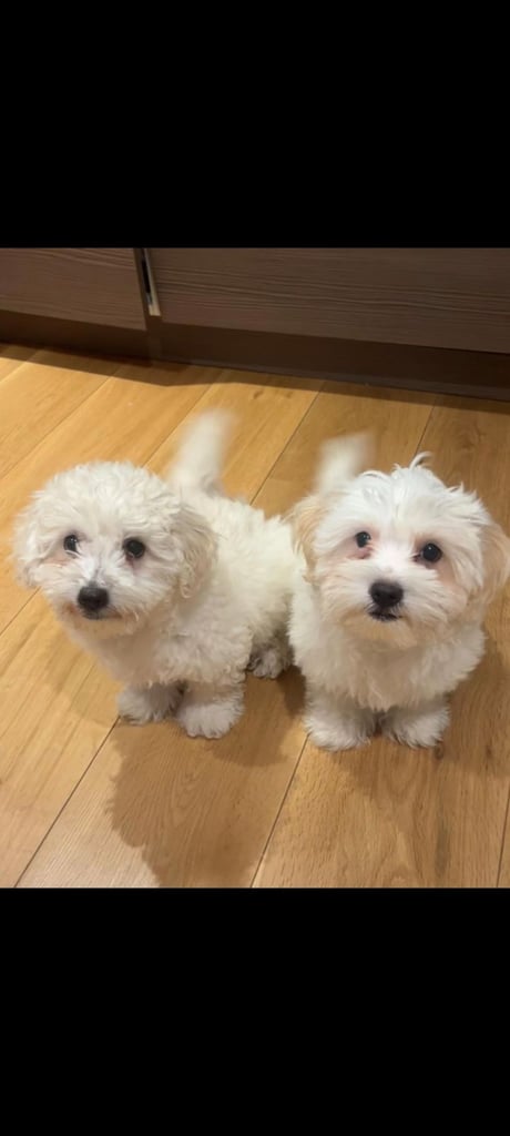 Boy Maltipoos for sale