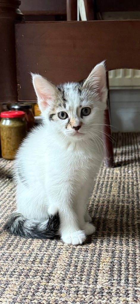 Kittens