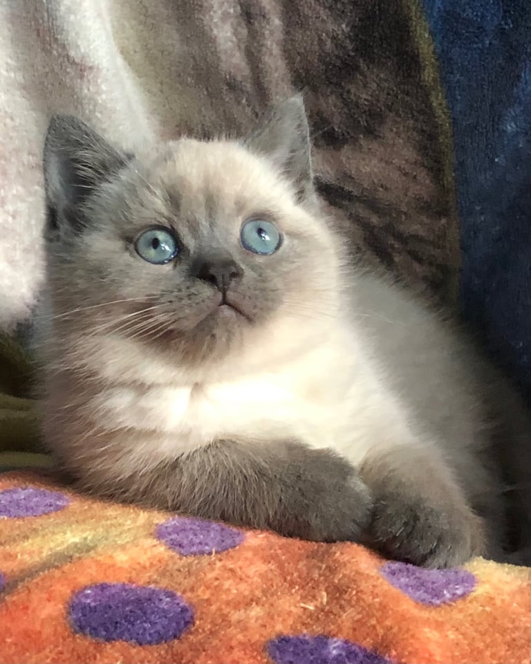 Gorgeous Colourpoint BSH kittens 
