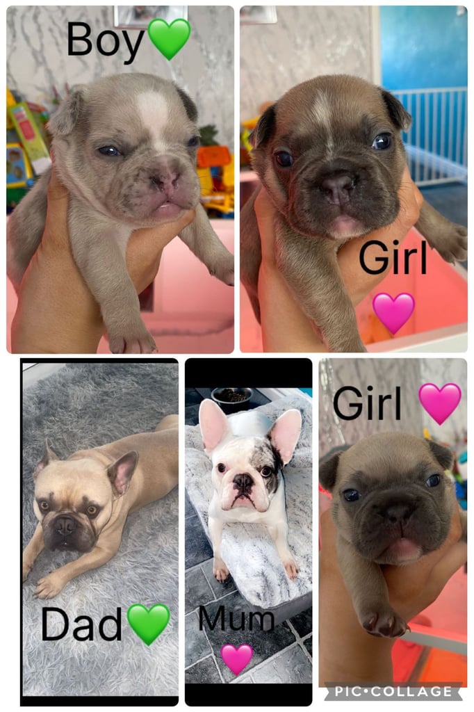Last 3 kc reg french bull dogs 