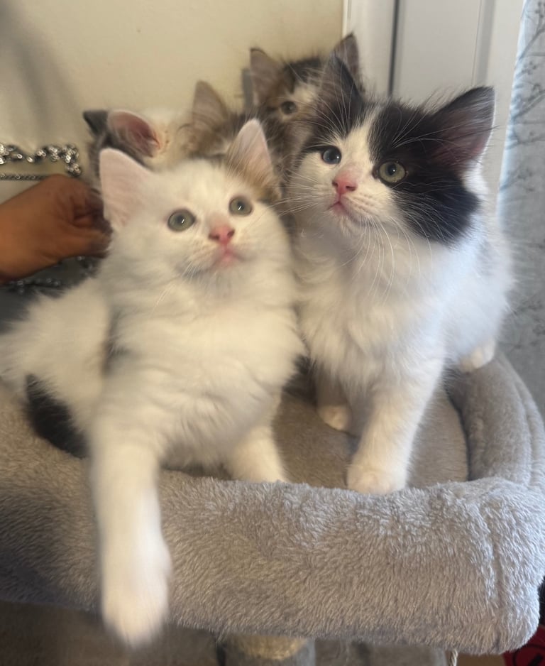 Beautiful Ragdoll kittens