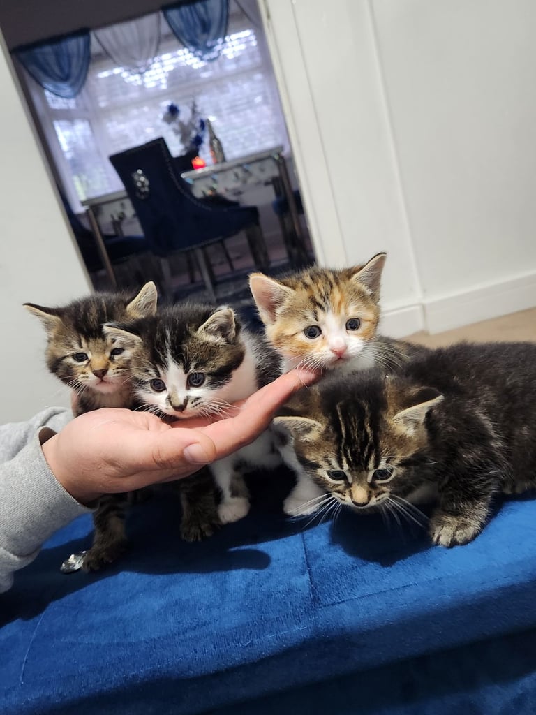 Gorgeous British Kittens For Sale 