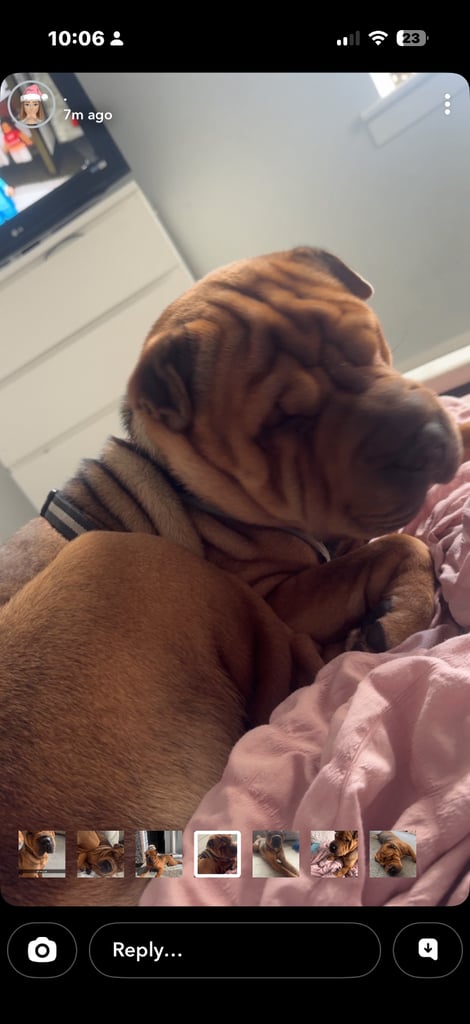 image for Shar-pei
