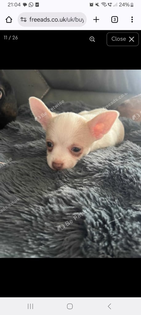 Beautiful chihuahua fur babies male and female