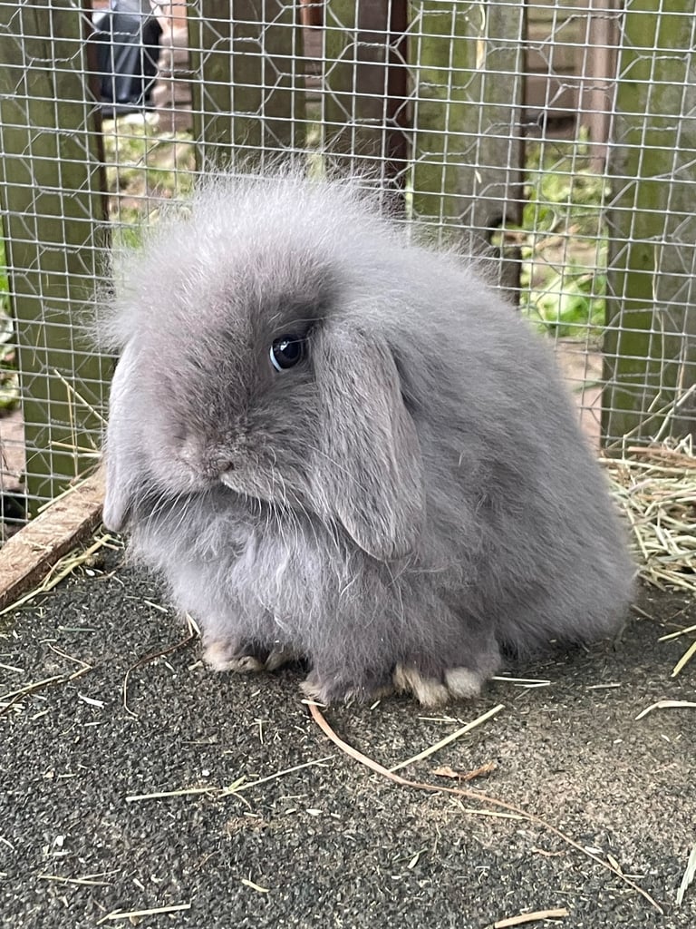 image for 4 Mini lion lop babies READY TO LEAVE