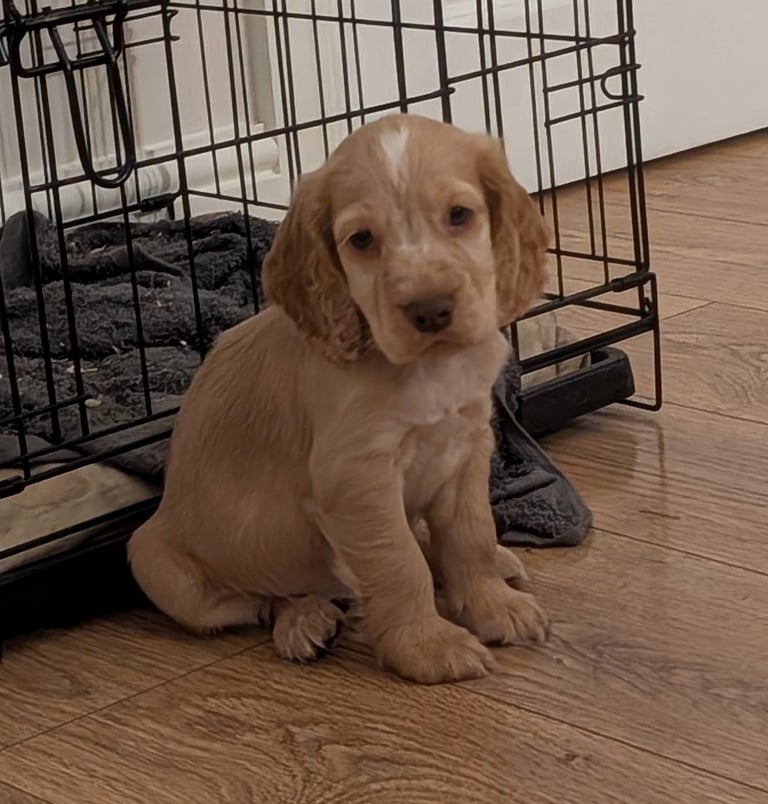 Stunning litter of Cocker Spaniel Puppies