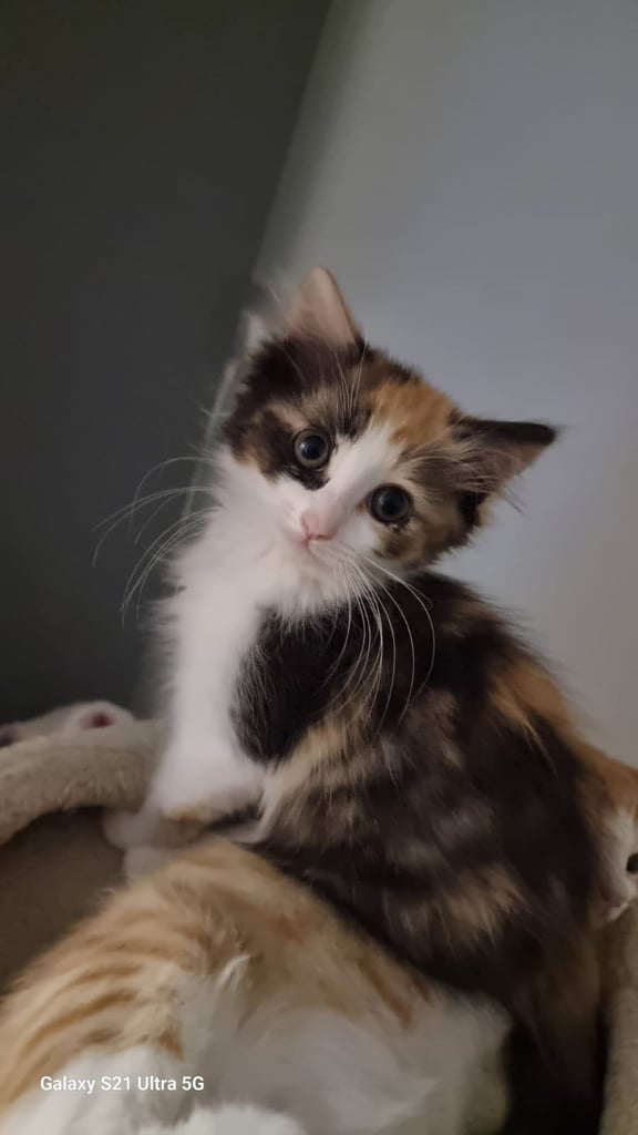 Kittens are ready for a new home 😍😍