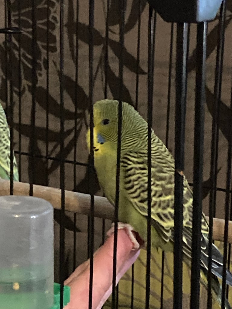 Baby budgies 8 week old 