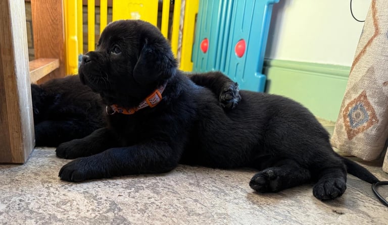 Stunning Newfoundland X