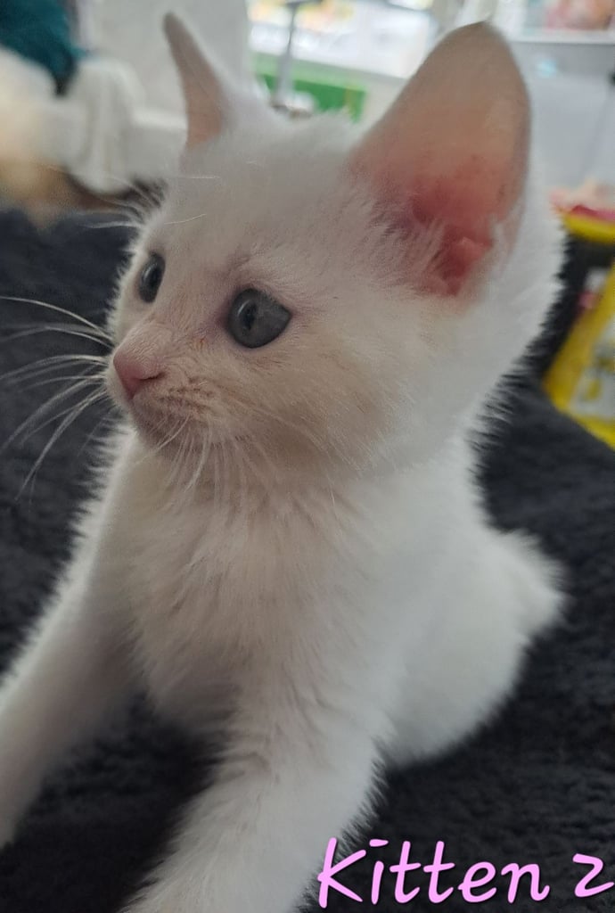 4 Stunning kittens for sale