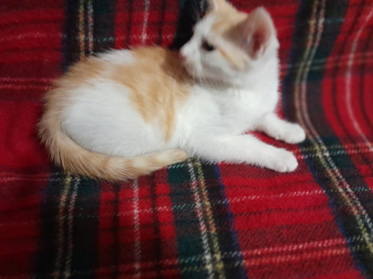image for 3 kittens for sale