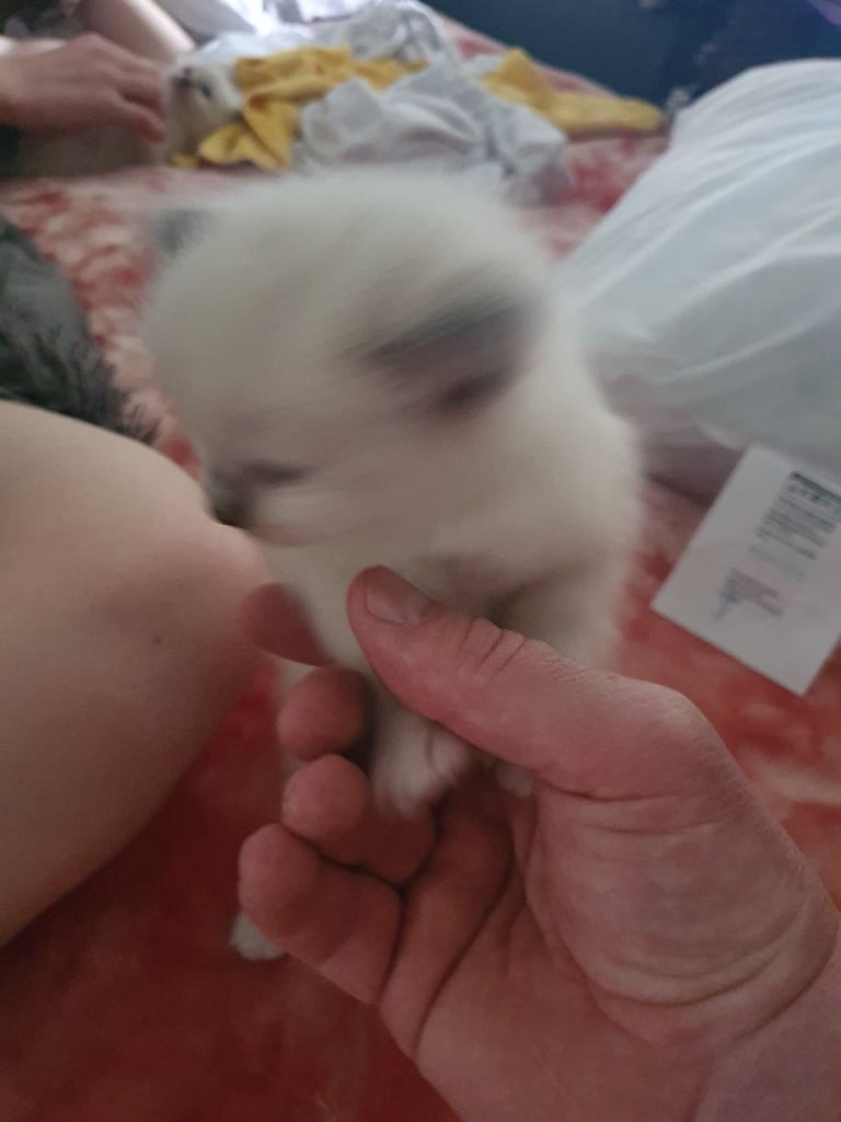 Ragdoll kittens for sale 