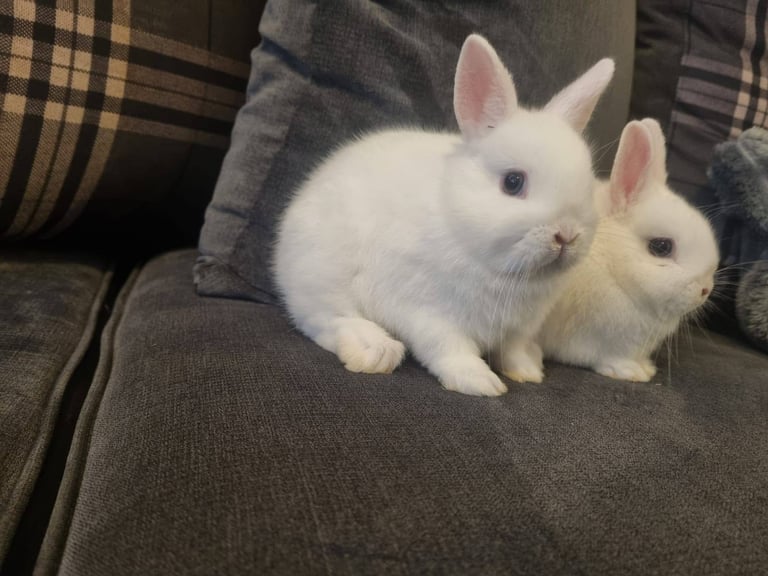 Netherland dwarf rabbits