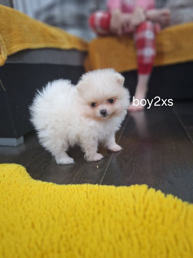 Beautiful pomeranian Teddy bear pomeranian puppies 