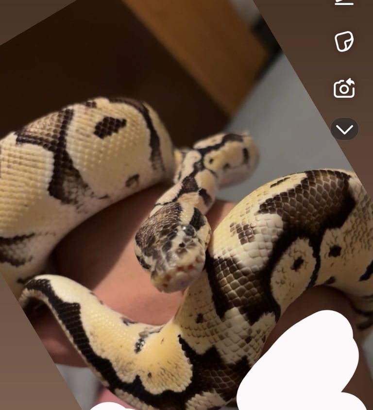 image for Firefly python 