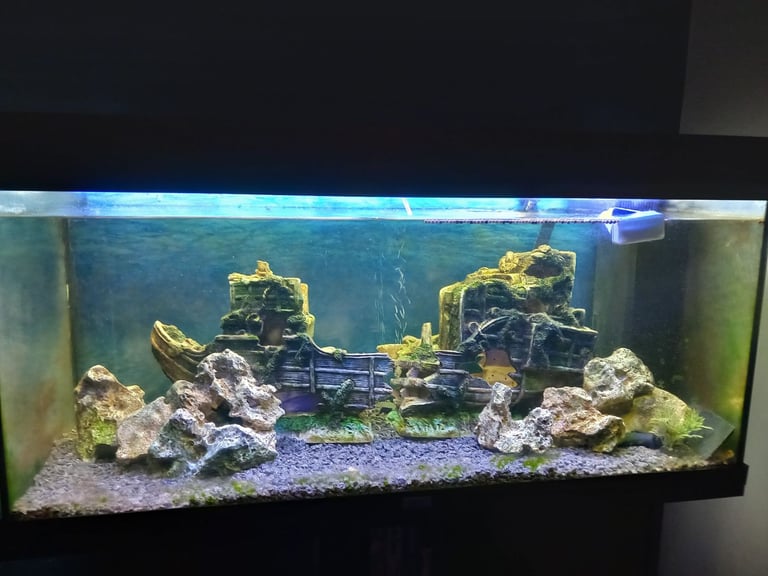 image for Fish tank 