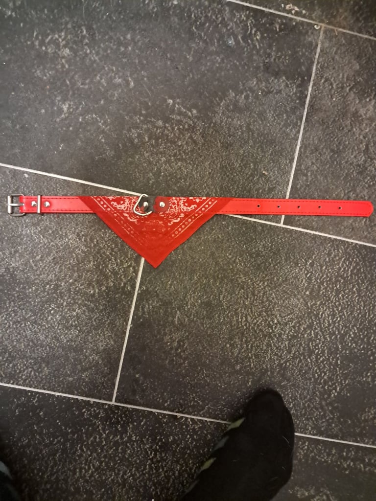 🐕Boys red colar for a puppy Dog with bandana attached 🐕