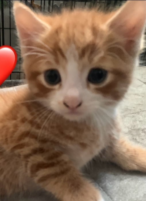 Playful and loving kittens 