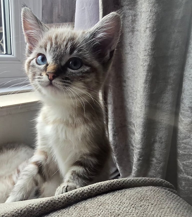 half ragdoll kitten