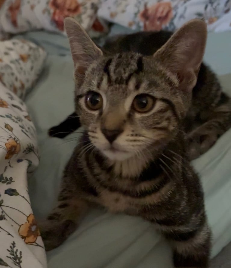 Cats must go together 