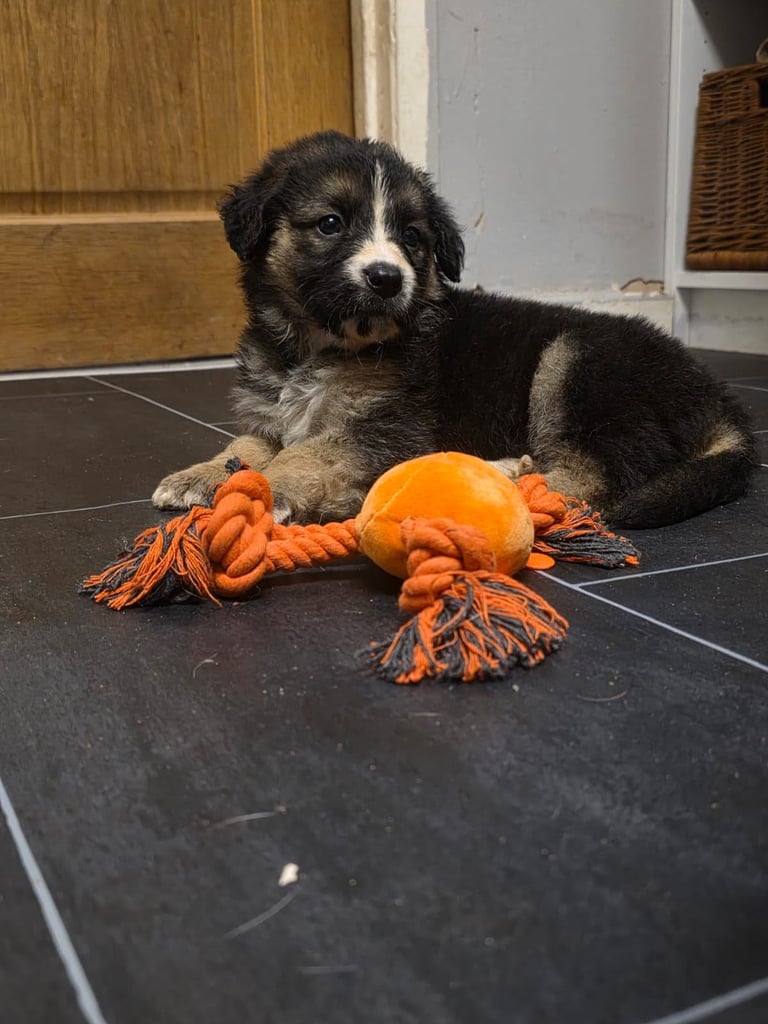 St Bernese mountain dog  X puppies