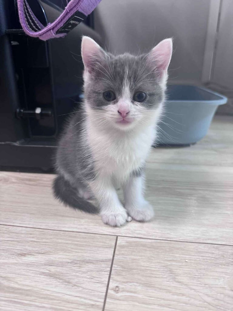 Kittens Scottish shorthair fold x Ragdoll
