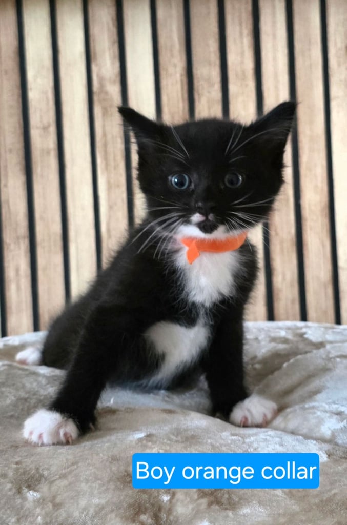 ***ALL KITTENS NOW RESERVED***Part Maine Coon Kittens For Sale