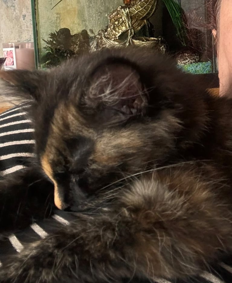 Poppy is looking for a new home