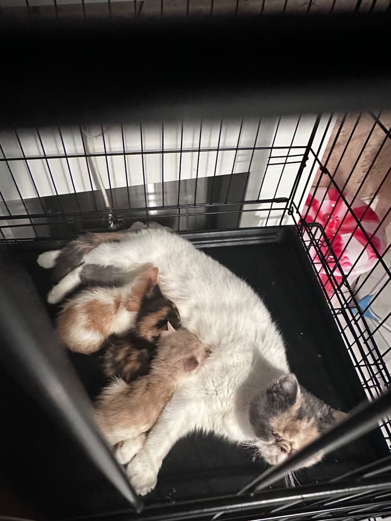 Persian Kittens For Sale