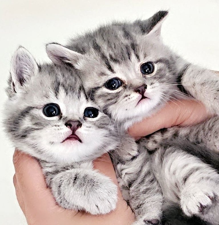 Beautiful Britishshorthair kittens