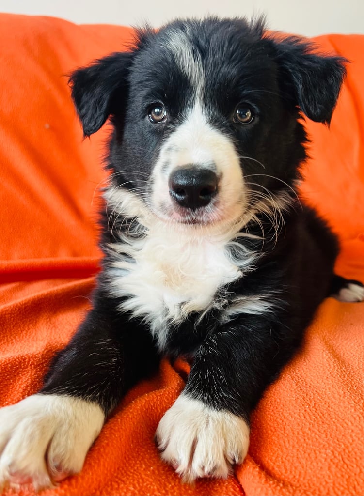 image for Beautiful Border collies for sale - Ready now 